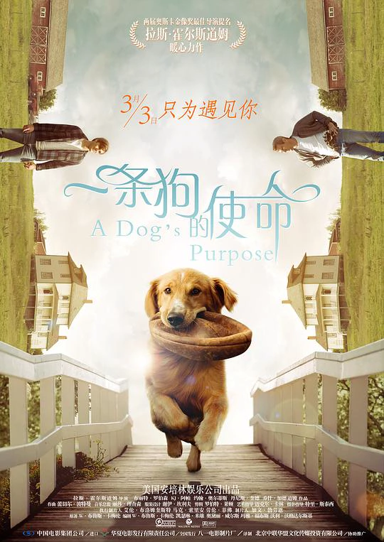 一条狗的使命 封面